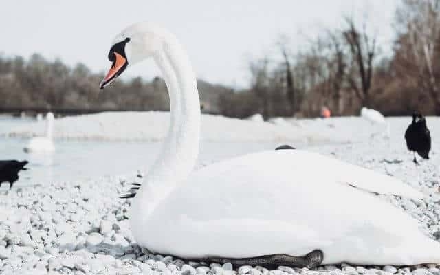 Thalkirchen Munich Swan By The Flaucher