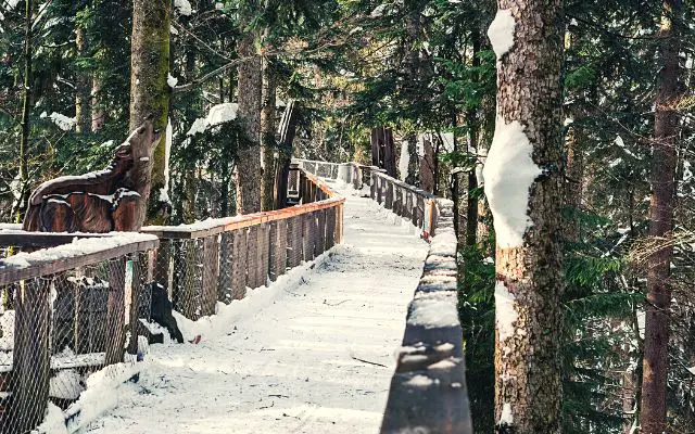Bavarian Forest National Park Canopy Walk on Winter Covered in Snow