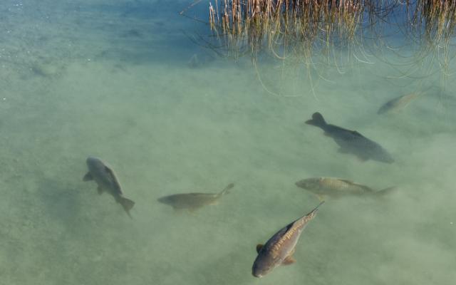 Riemer Park Munich featuring fish swimming in the clear waters of the Rimmersee