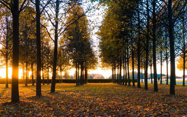 Riemer Park Munich featuring a late afternoon Autumn vista