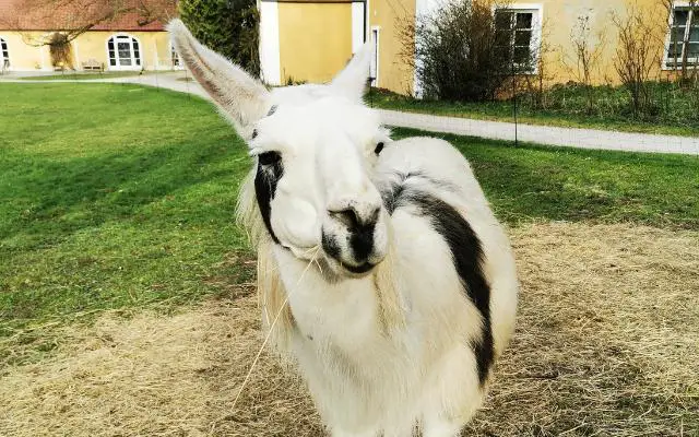 Schloss Blumenthal Castle Llama Bavaria