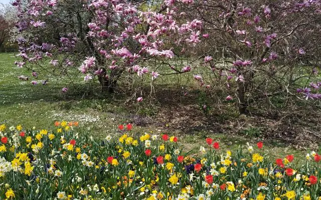 Ostpark Munich cherry blossoms and flower garden