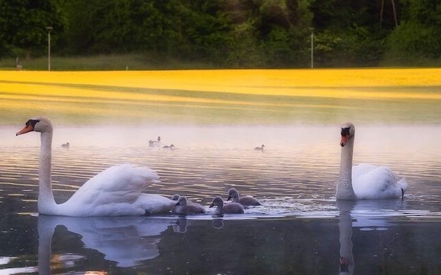 Ostpark Munich swans and signets